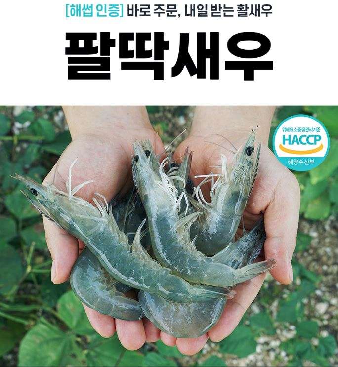 [팔딱새우] 활새우 1kg (32미 내외)