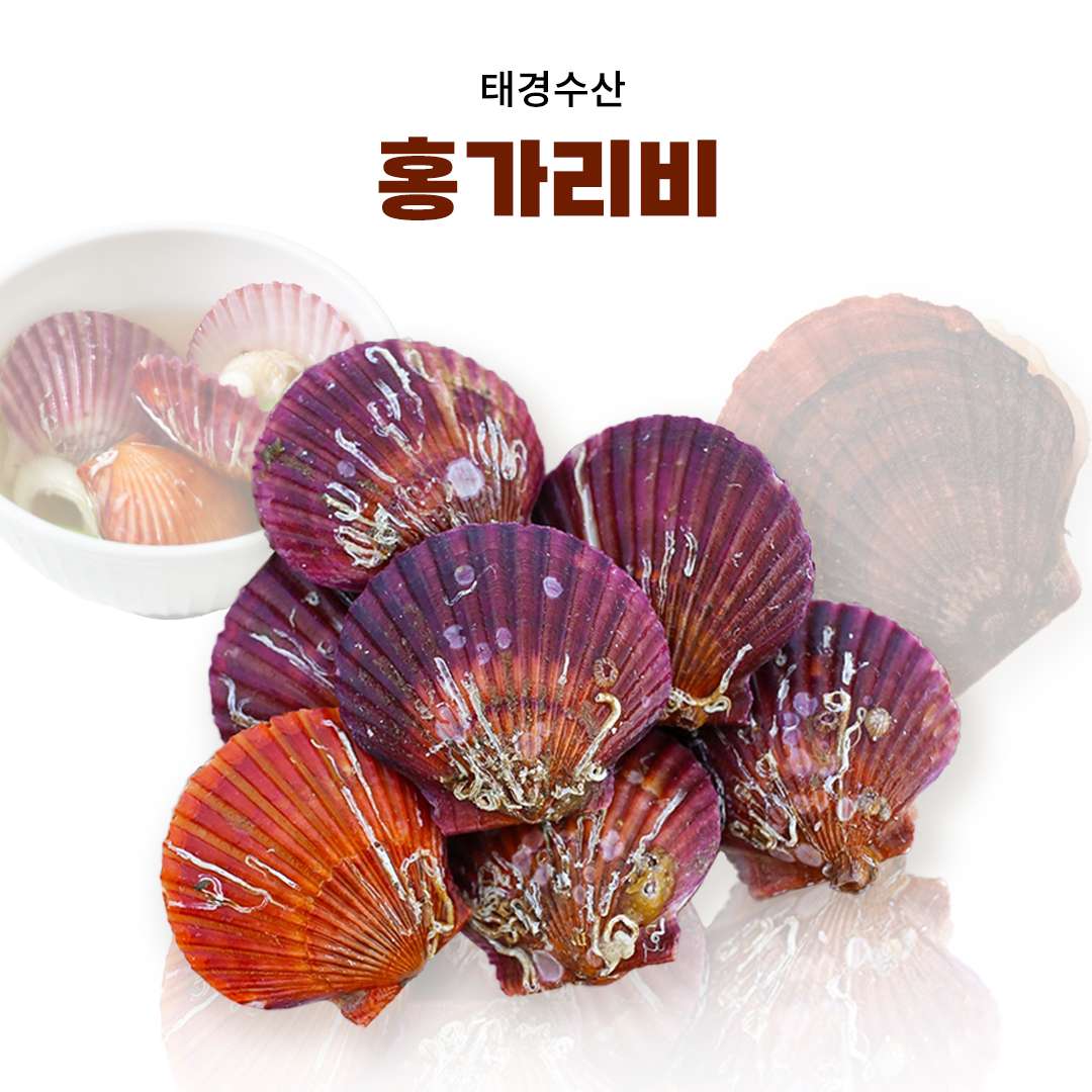 [태경수산] 홍가리비(3kg, 5kg, 10kg)