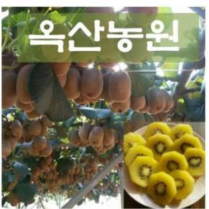 [옥산농원] 골드키위 3kg, 5kg(옵션선택) 