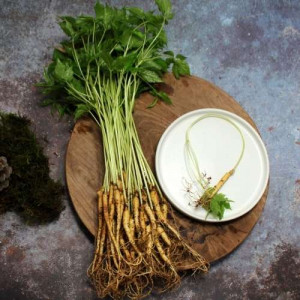 [라온농원]새싹인삼(2년근)/40뿌리 특별 할인!!!