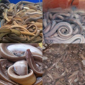 [은아수산] 자연산 꼼장어 1kg(옵션선택)