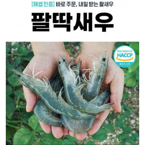 [팔딱새우] 활새우 1kg (32미 내외)