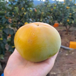 [장산농원] GAP 태추단감  (3kg, 5kg, 10kg 옵션선택) *월,수,금 발송* 2026년 가을에 만나요