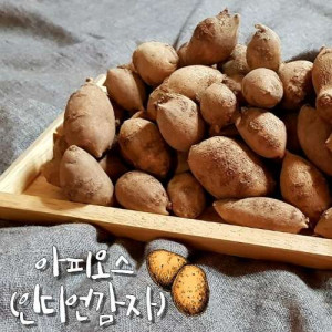 [해오름농장] 건 아피오스(건 인디언감자)