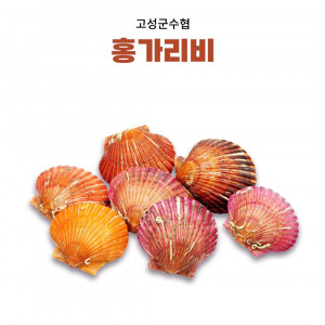 [고성군수협] 홍가리비(5kg, 10kg)