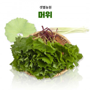 [샛별농원] 유기농 머위(1kg, 2kg)