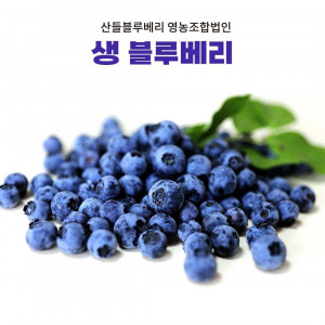 [산들블루베리영농조합법인] 2026년 생 블루베리 100g(하우스)