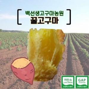 [백선생고구마농원]2025년산 꿀고구마 -대 (5kg, 10kg)