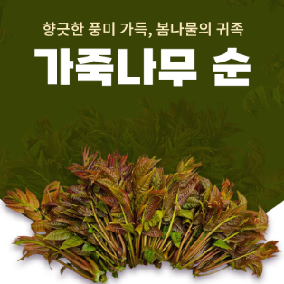 [솔립농장]가죽나무 순 1kg (27년 봄에 만나요!)